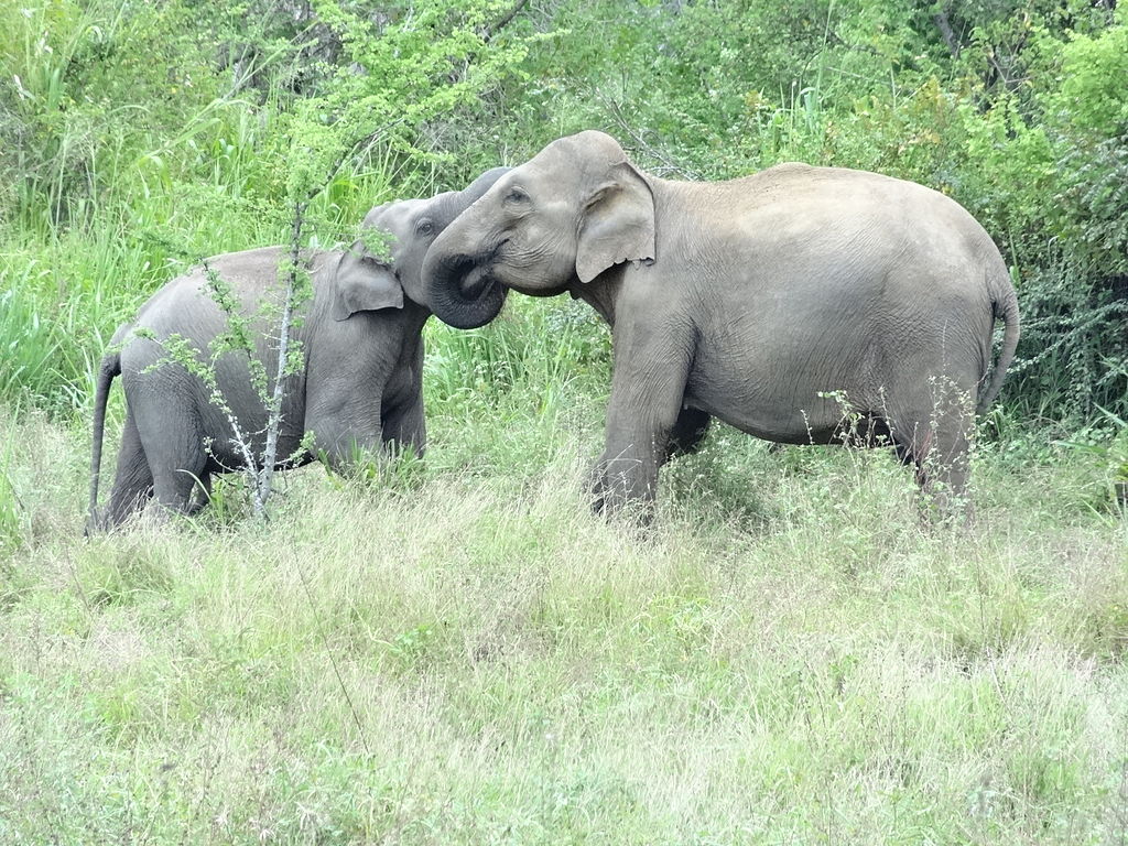 The Elephants of Sri Lanka | The Adventure Travel Site