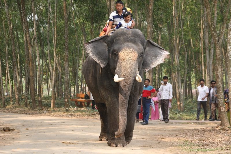 Elephant back safari ride in Habarana | The Adventure Travel Site