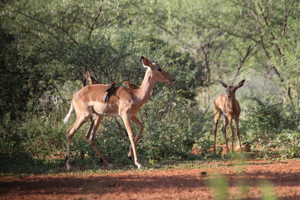 wildlife tourism mozambique