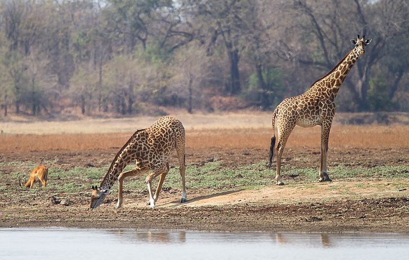 National Parks in Zambia – Discover Zambia’s Wildlife Wonders