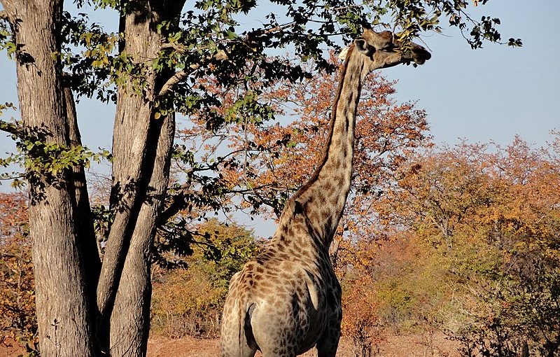 Exploring the Wonders of Zambia: The Best Attractions for a Complete Adventure