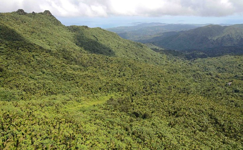 Exploring El Yunque National Forest – Puerto Rico’s Crown Jewel