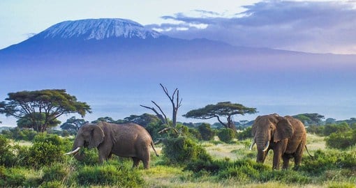 Family-Friendly Safari Adventures: Top Tips for Creating Lasting Memories in the Heart of Kenya’s Wilderness