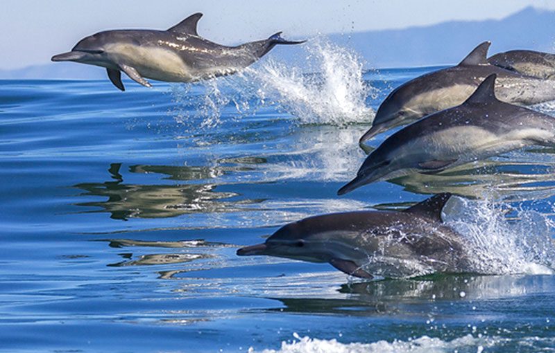 Dolphin Watching in Muscat – A Serene Encounter with Oman’s Majestic Marine Life