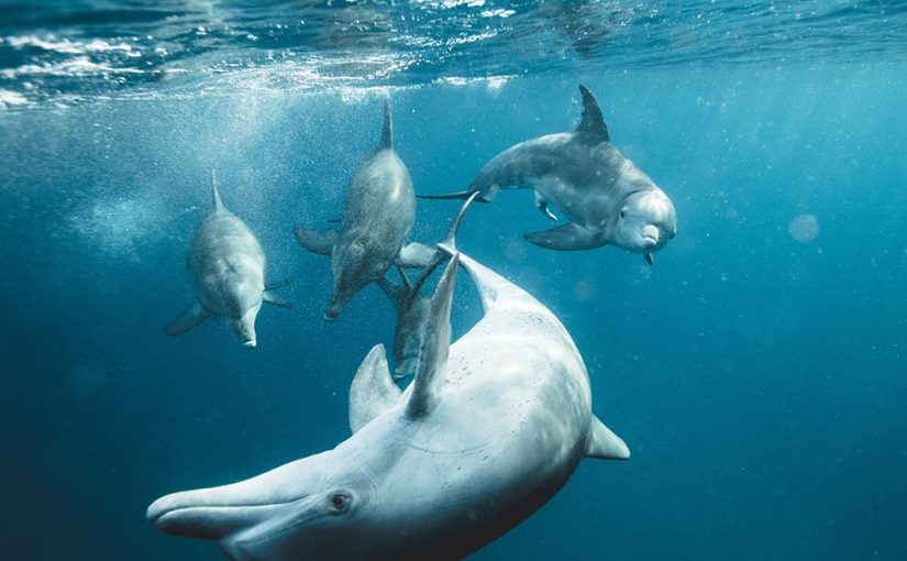 The Maldivian Sea World: Your Guide to Dolphin Watching