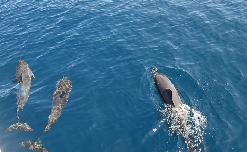 Amazing Adventures in Maldives to Enjoy On Your Getaway – Time for Thrills Beyond the Beach!