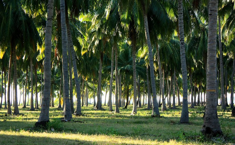 Discover Sri Lanka’s Agro Treasures