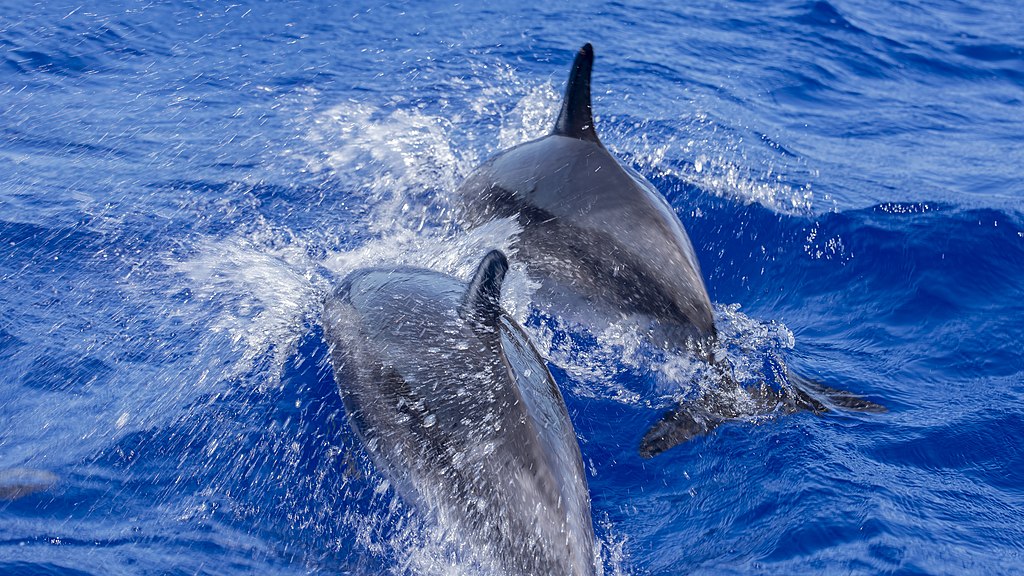 Dolphins__Whale_Watching_