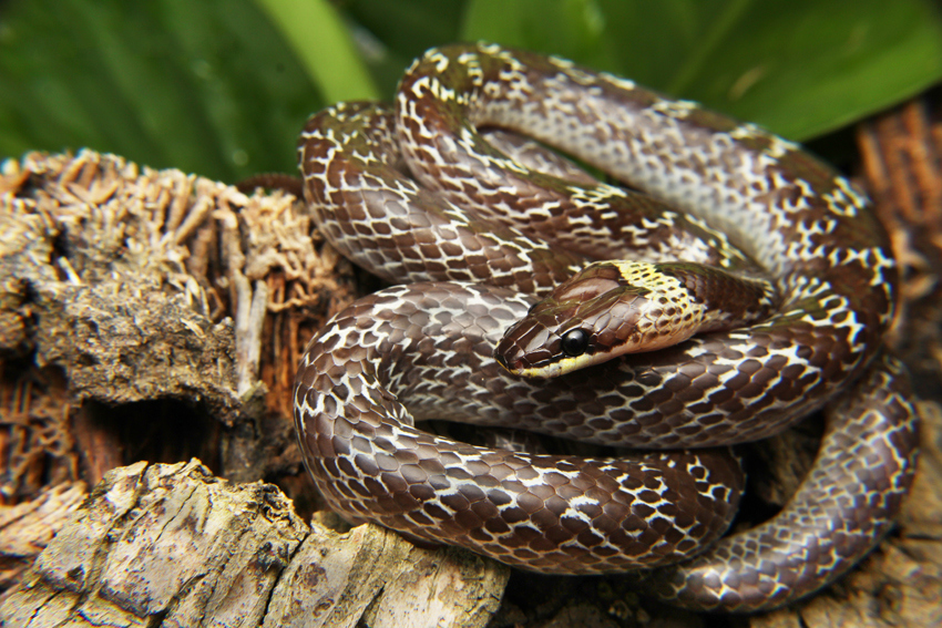 Lycodon_capucinus_from_Pranburi_Forest_Park