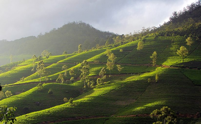 All Aboard: A Journey Through Sri Lanka’s Highlands