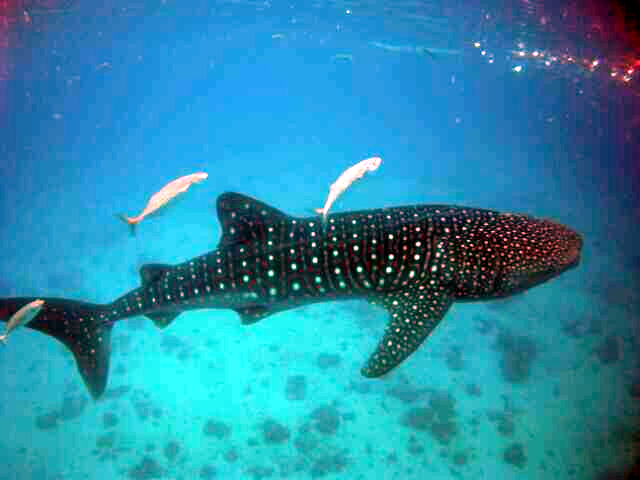 A Guide to Swimming with Whale Sharks in the Maldives