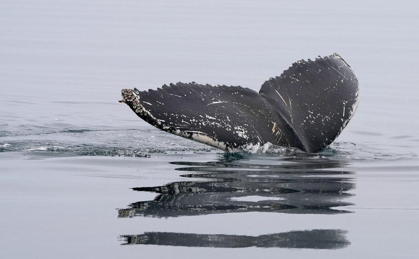 Encountering Giants of the Deep: The Blue Whale Experience at Mirissa